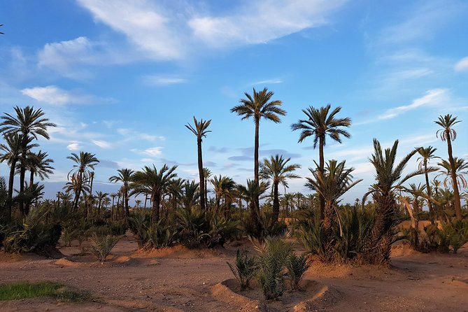 Majorelle Garden and Camel Ride Tour from Marrakech - One hour on a camel through the palm groves