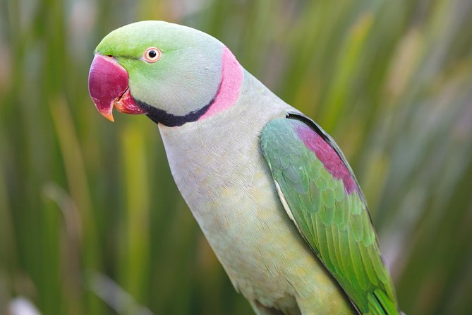 Maleny Botanic Gardens Bird Aviary Experience Ticket - Practical details that make the visit easier
