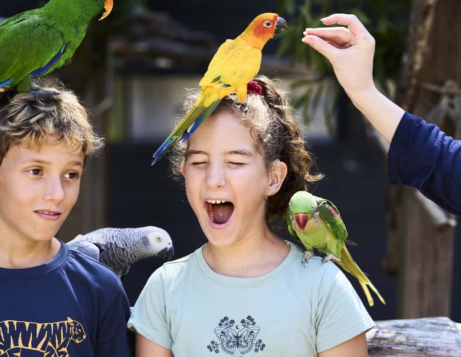 Maleny: Maleny Botanic Gardens & Bird World Entry Ticket - Key things to know before you go