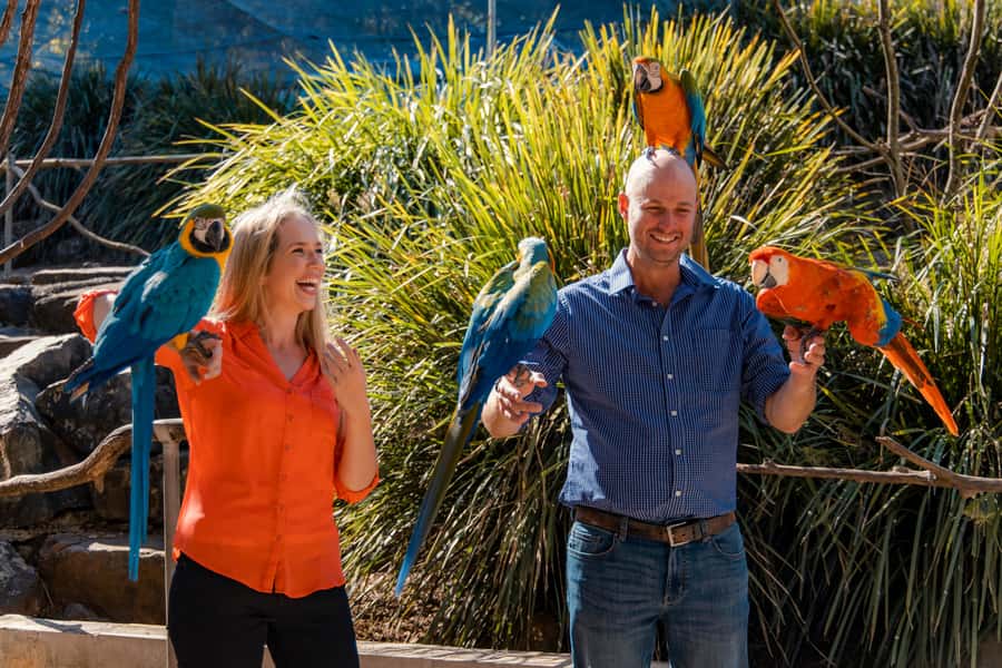 Maleny: Maleny Botanic Gardens & Bird World Entry Ticket - The miniature farm animals