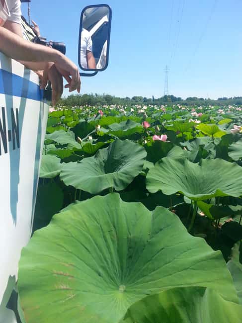 Mantua: Boating on Lake Superiore among the Lotus Flower Islands - Price, timing, and what you receive