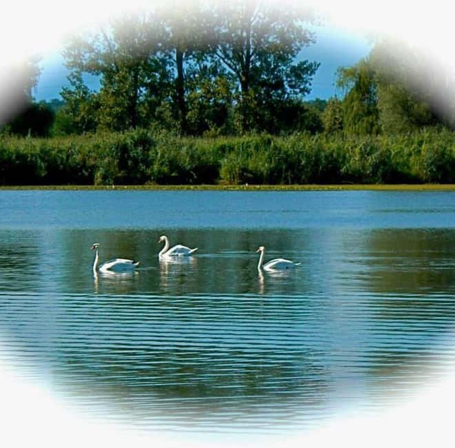 Mantua: Boating on Lake Superiore among the Lotus Flower Islands - My verdict on the Lake Superiore boat ride