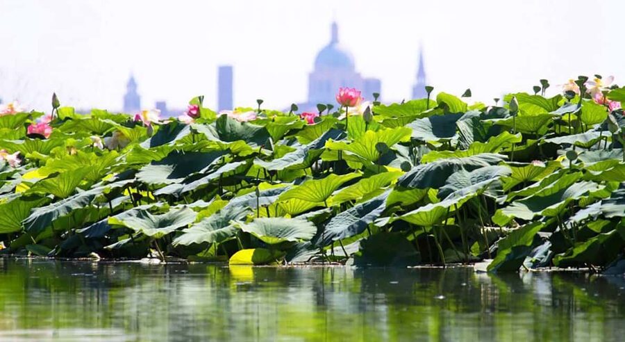Mantua: Boating on Lake Superiore among the Lotus Flower Islands - From Mantua’s center to Pier C
