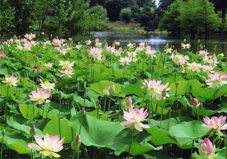 Mantua: Cruise to discover the Lotus Flowers - Setting Out From Belfiore Into Lake Superiore