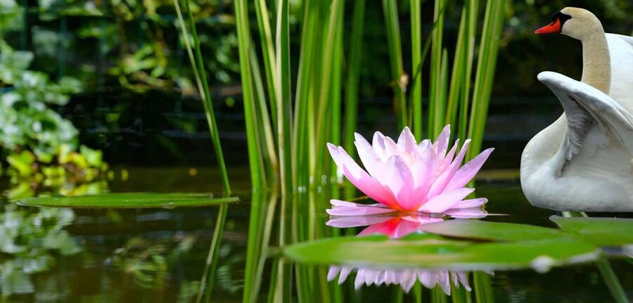 Mantua: Cruise to discover the Lotus Flowers - The Lotus Flowers Are the Reason to Go