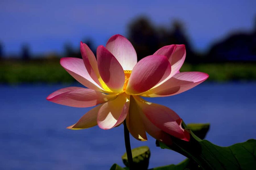 Mantua: Cruise to discover the Lotus Flowers - What the Italian Guide Adds