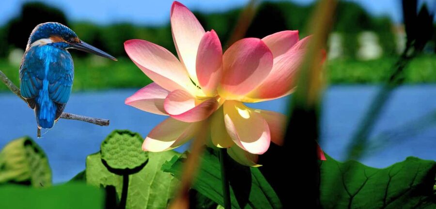 Mantua: Cruise to discover the Lotus Flowers - Canals, Birds, and the Quiet Side of Mantua