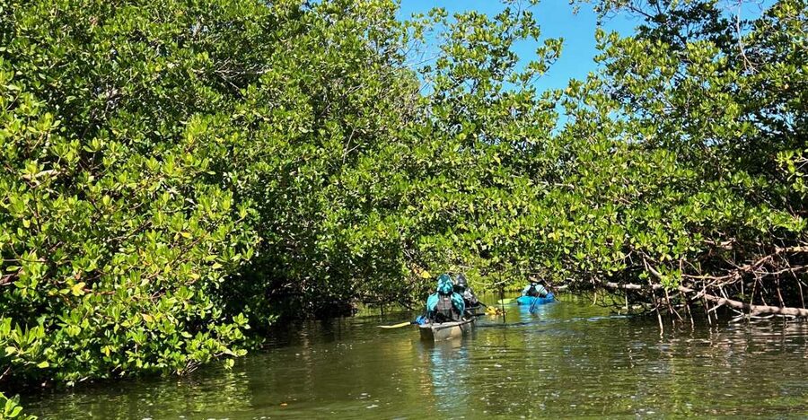 Marco Island: Mangrove Maze Kayak Tour (2hrs) - Into Marco Island’s Mangrove Maze