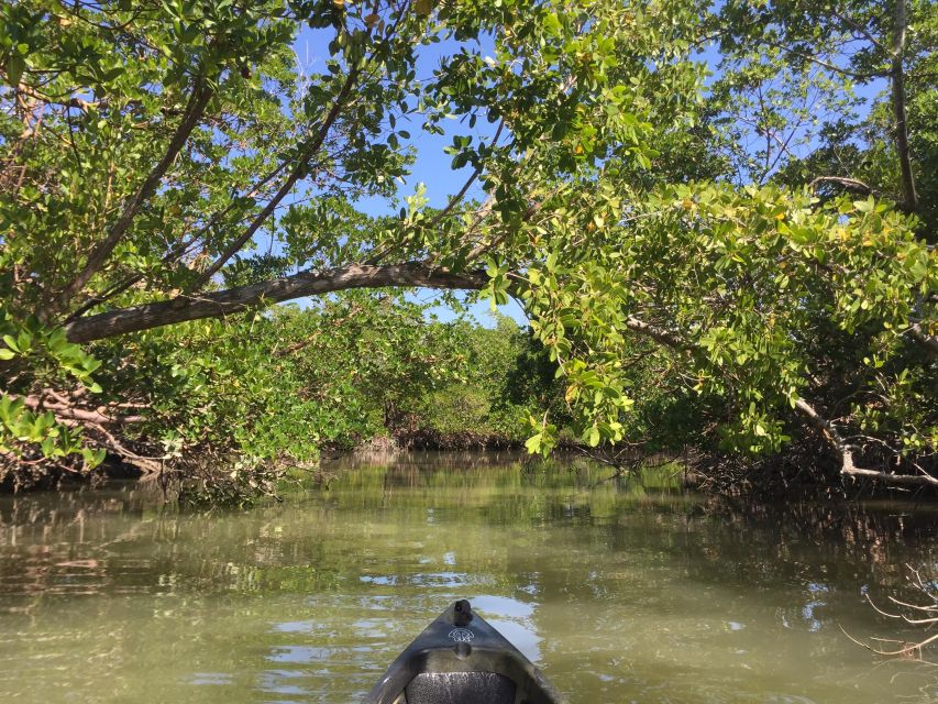 Marco Island: Mangrove Maze Kayak Tour (2hrs) - What the Two Hours Feel Like