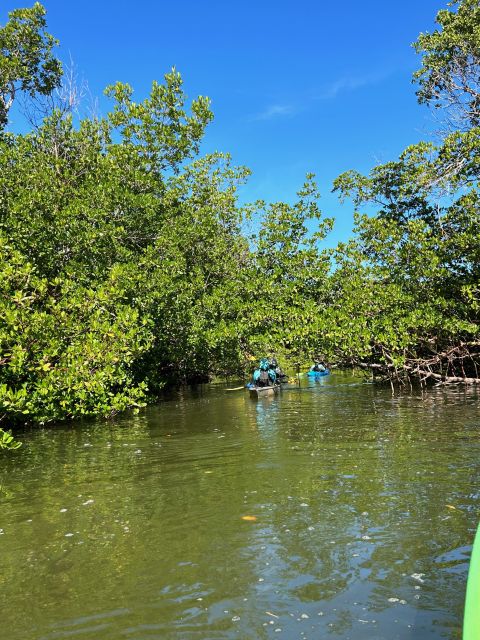 Marco Island: Mangrove Maze Kayak Tour (2hrs) - Guides Who Add More Than Directions