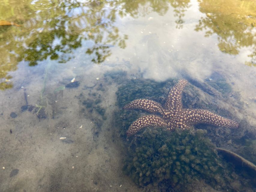 Marco Island: Mangrove Maze Kayak Tour (2hrs) - Small Details That Make the Day Easier