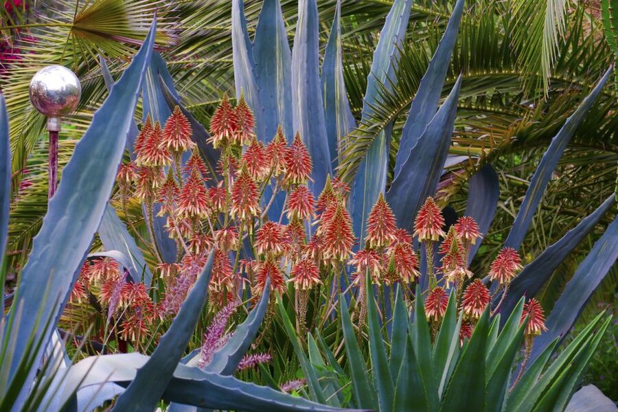Marrakech: André Heller's ANIMA Garden Ticket - What the $16 ticket is really worth