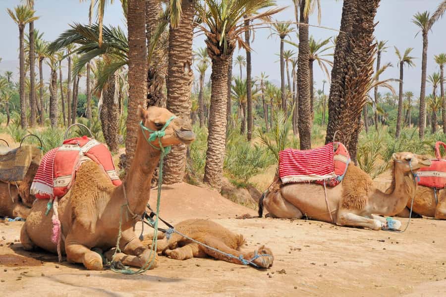 Marrakech: Majorel Garden, Camel ride in Palmerai, City trip - Two sides of Marrakech in one day