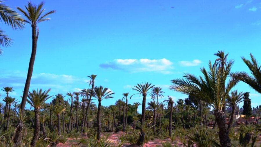 Marrakech: Majorelle Garden Entry Tickets Online - A self-guided walk through 12 acres
