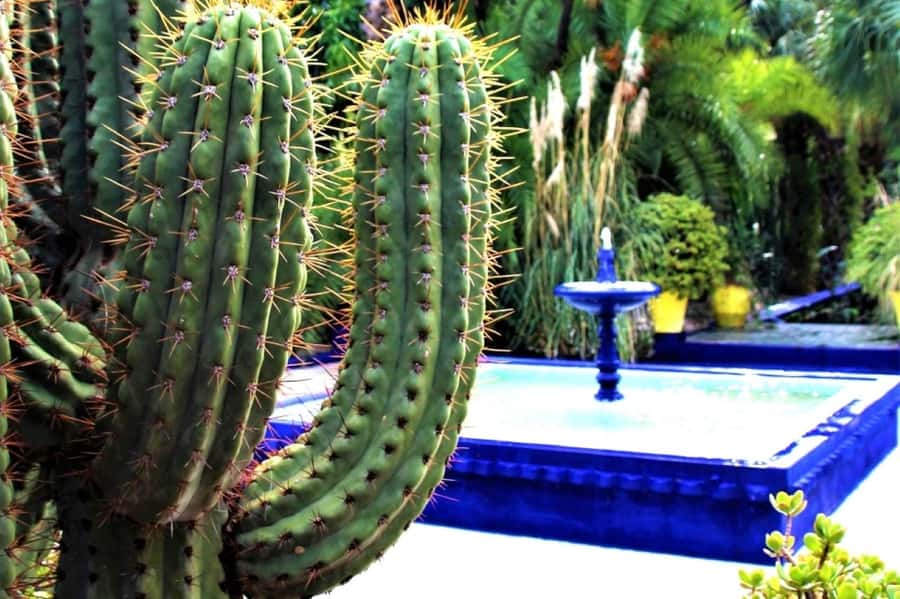 Marrakech: Majorelle Garden with a Digital Audio Guide App - What the Majorelle Garden visit feels like
