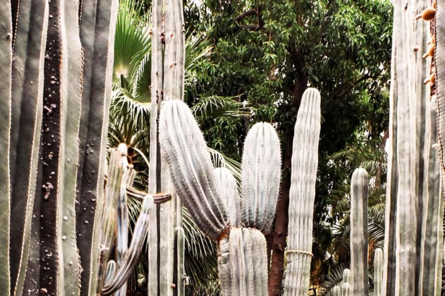 Marrakech: Majorelle Garden, YSL, and Berber Museum Entry - Key Points Before You Book