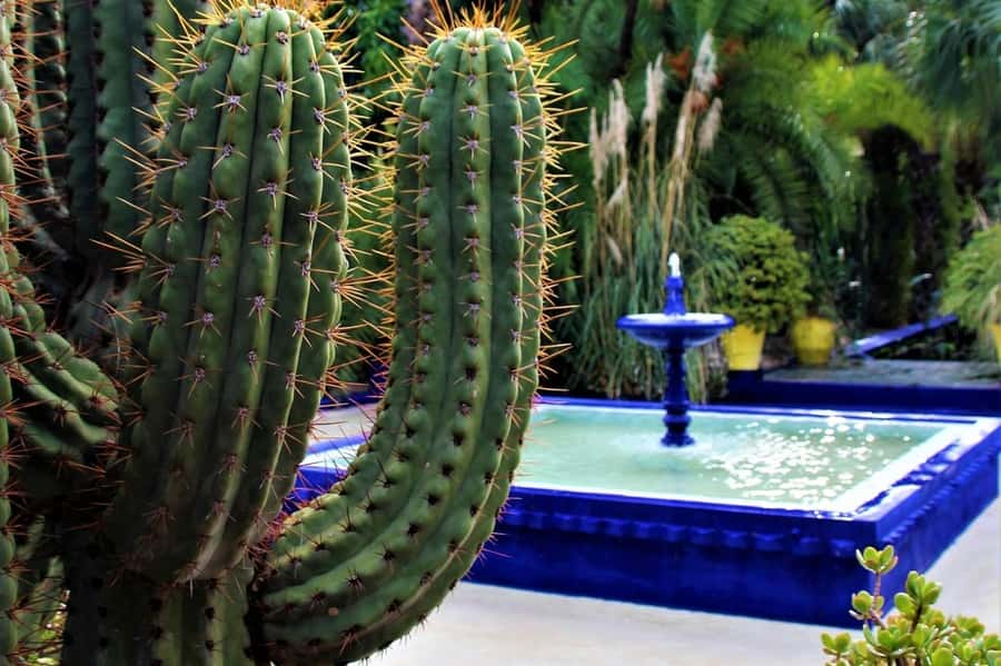 Marrakech: Majorelle Garden, YSL, and Berber Museum Entry - Starting at Majorelle Garden