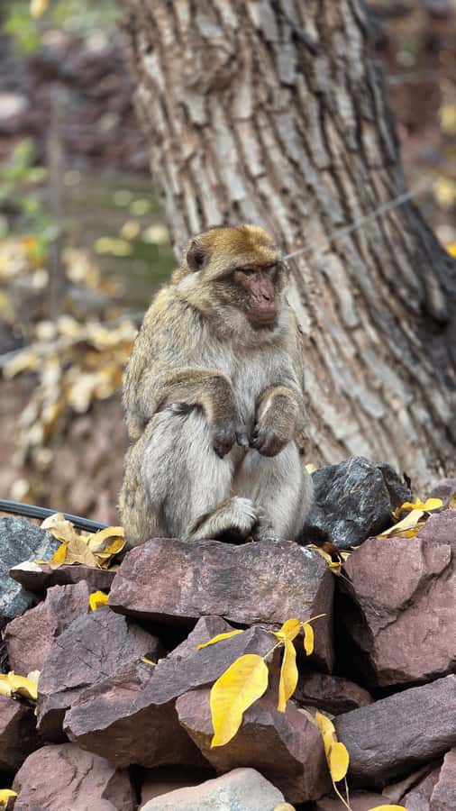 Marrakech: Ourika Valley Full-Day Atlas Mountain Guided Tour - Choosing the Setti Fatma waterfall walk