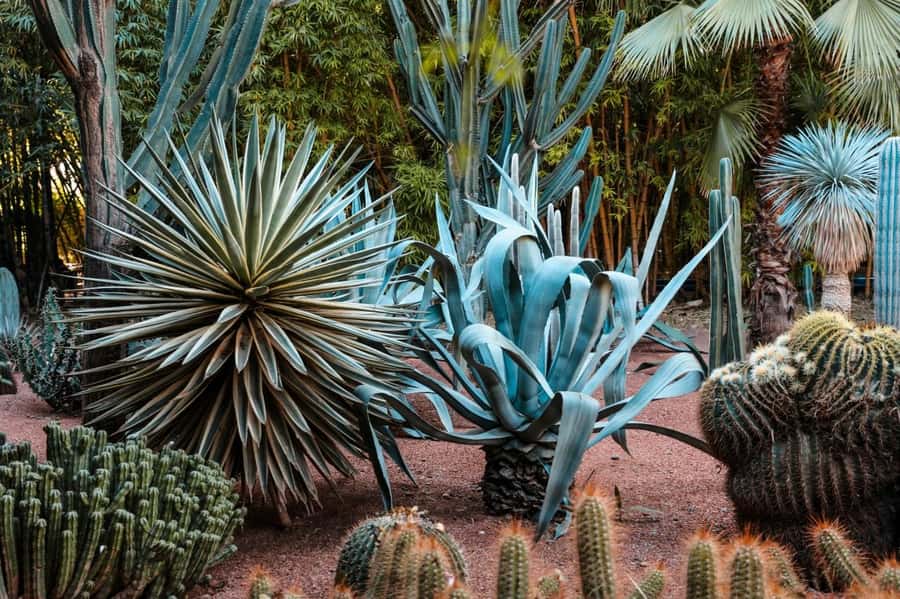 Marrakesh: Majorelle Garden Entry Tickets - Cacti, Bamboo, and Rare Plants