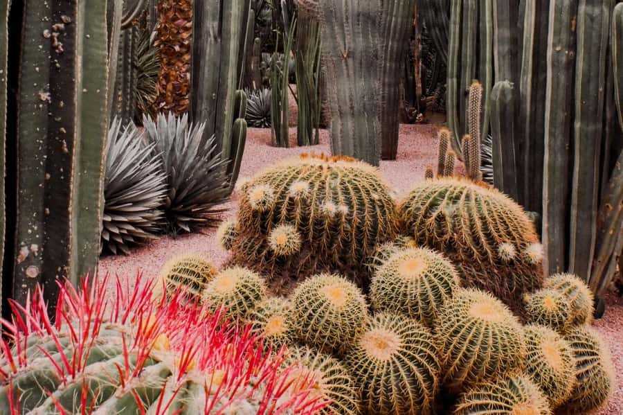 Marrakesh: Majorelle Garden Entry Tickets - Who Will Enjoy Majorelle Garden Most?