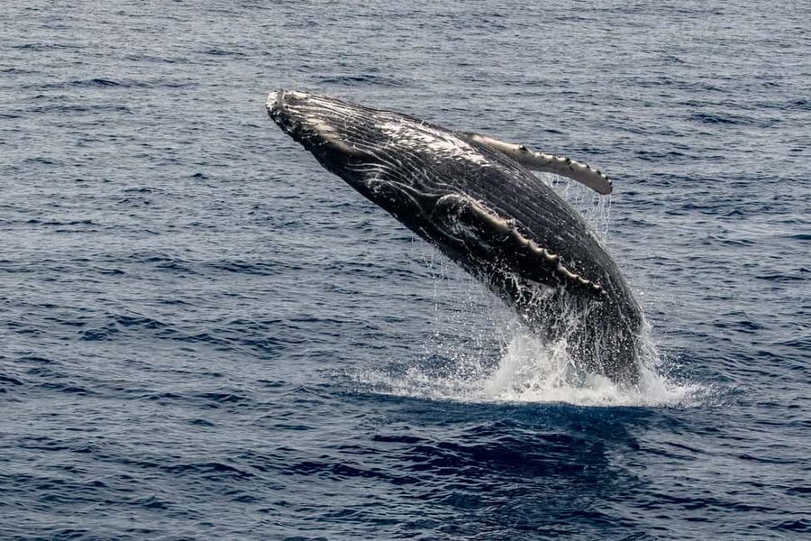 Maui: Snorkel Tour to Coral Gardens - A boat designed for different comfort levels