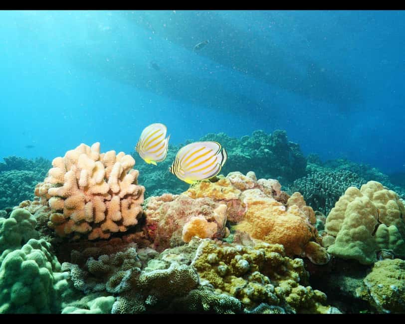Maui: Snorkel Tour to Coral Gardens - Snorkeling help for beginners and children