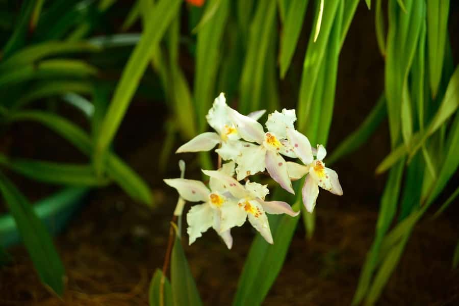 Medellín: Botanical Garden and Arvi Park City Tour - What the guides add to the day