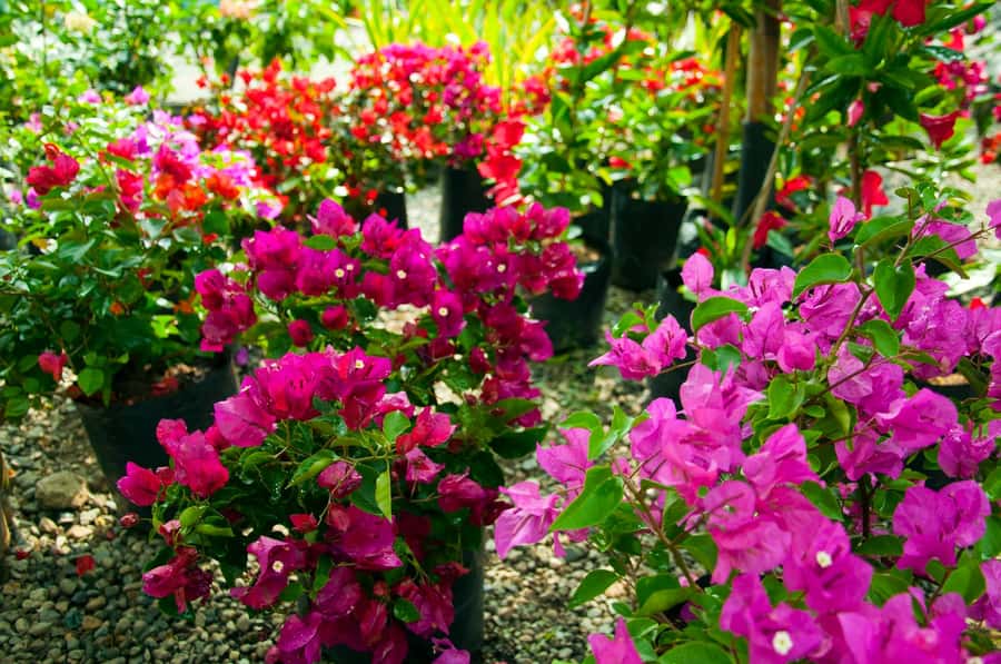 Medellín: Botanical Garden and Arvi Park City Tour - Transport, safety, and the occasional weak link
