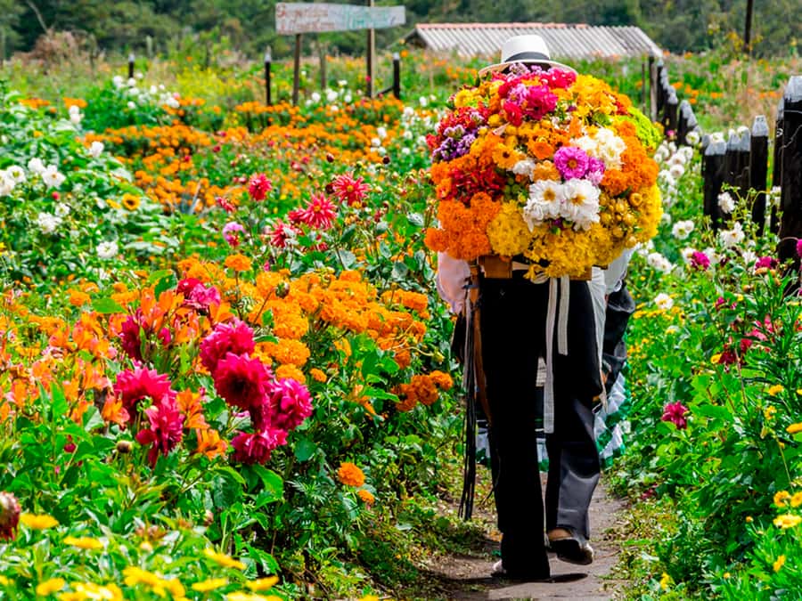 Medellín: Flower Farm & Silletero History Tour - Why silleteros matter in Medellín