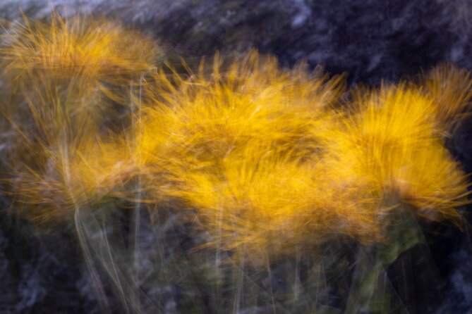Mindful Photo Walk at Princess Pavilion & Gyllyngdune Gardens - Why the mindfulness approach may work for you