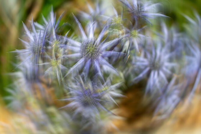 Mindful Photo Walk at Princess Pavilion & Gyllyngdune Gardens - Booking and weather advice for Falmouth