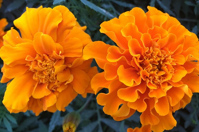 Miracle Garden & Butterfly Garden with Ticket & Private Transfers - The Butterfly Garden’s cooler domes