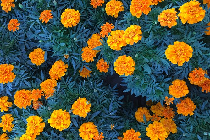 Miracle Garden & Butterfly Garden with Ticket & Private Transfers - Who will enjoy this outing most