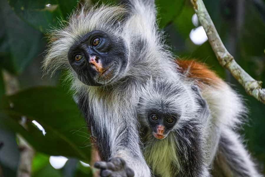 Mnemba Island, Prison Island, Secret Garden, Jozani Forest - Jozani Forest and the red colobus monkeys