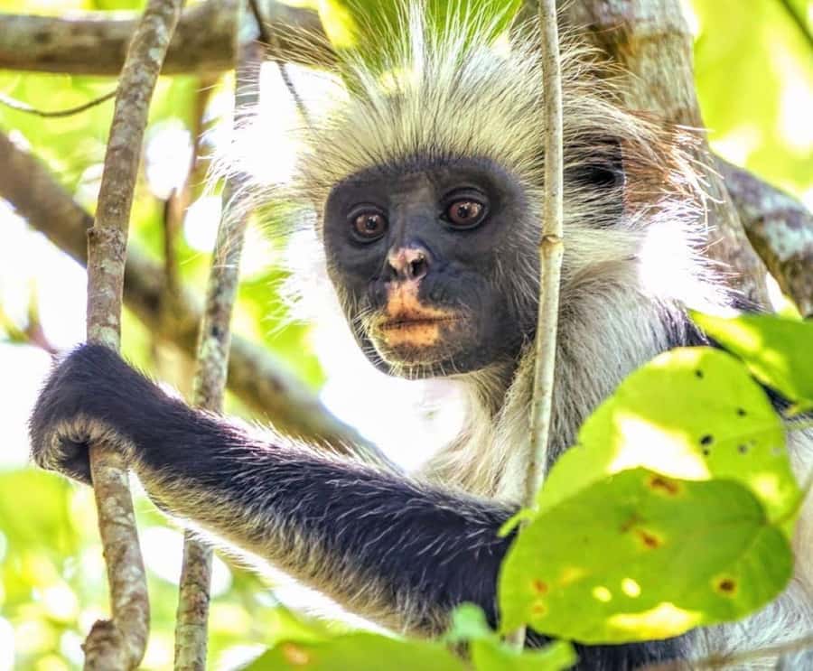 Mnemba Island, Prison Island, Secret Garden, Jozani Forest - Who should choose this Zanzibar tour?