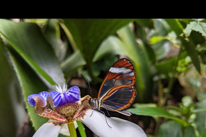 Monteverde Butterfly Gardens Tour - Why Monteverde’s small creatures deserve an hour