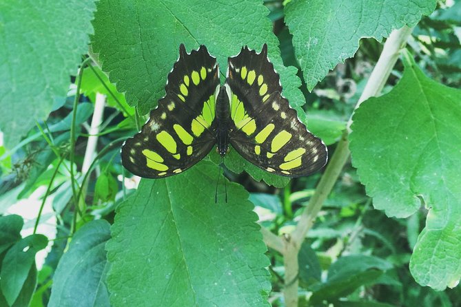 Monteverde Butterfly Gardens Tour - The nature center goes beyond butterflies
