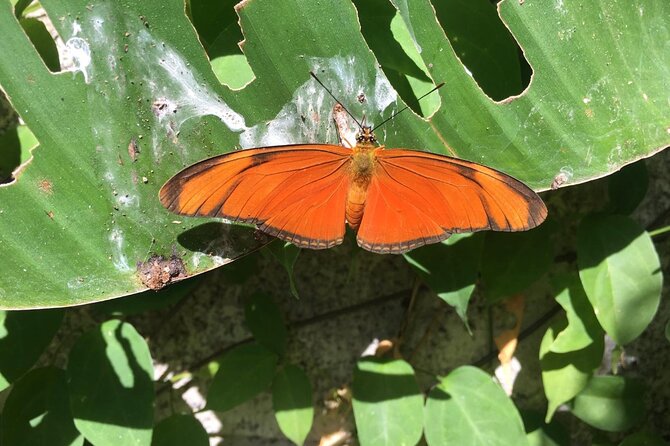 Monteverde Butterfly Gardens Tour - Tips for making the most of your visit