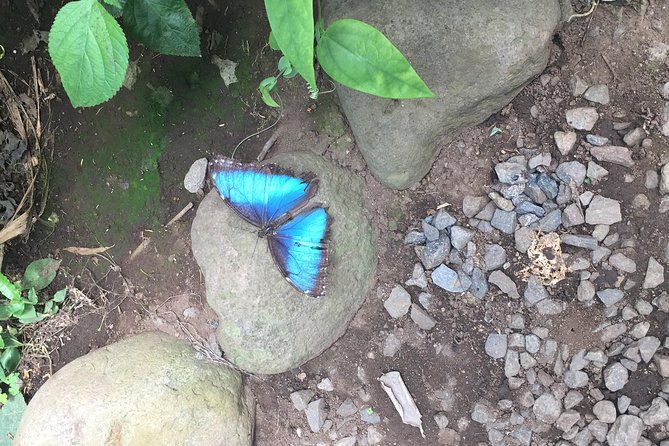 Monteverde Butterfly Gardens Tour - The leaf-cutter ant colony is a clever highlight