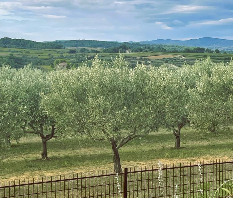 Montpellier : Visit lavender field and an Olive Oil Mill - Key points to know before booking