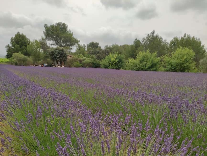 Montpellier : Visit lavender field and an Olive Oil Mill - From Montpellier to the Terrasses du Larzac