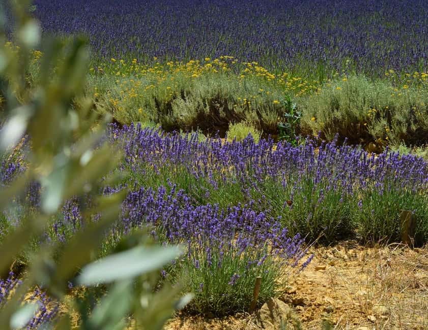 Montpellier : Visit lavender field and an Olive Oil Mill - Why the tasting adds value