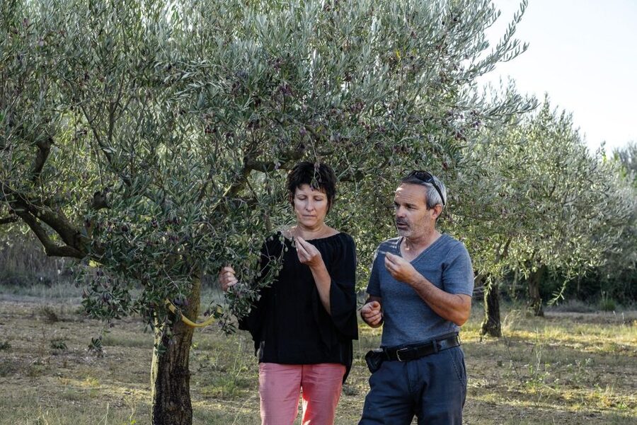 Montpellier : Visit lavender field and an Olive Oil Mill - A well-sized half-day schedule