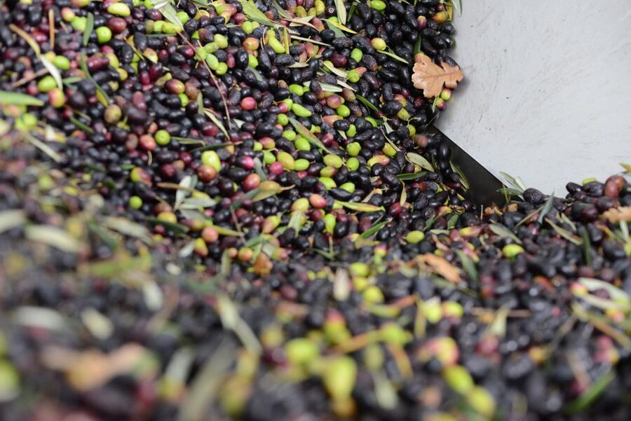Montpellier : Visit lavender field and an Olive Oil Mill - What $88 gets you
