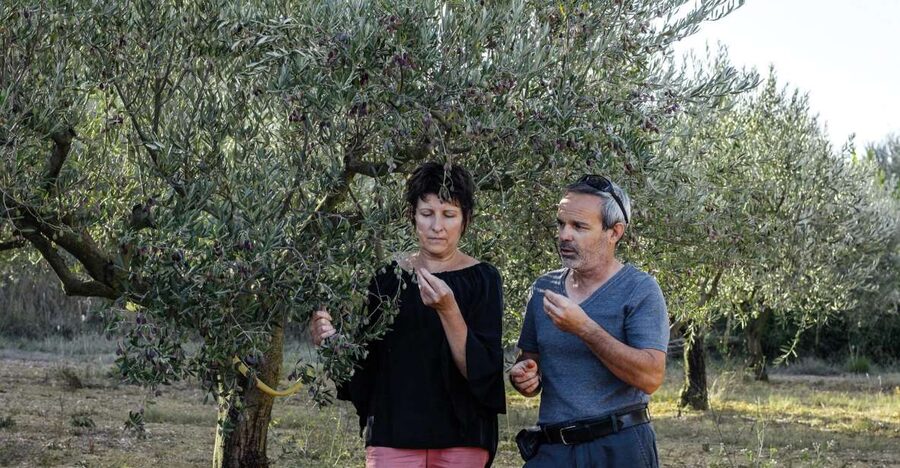 Montpellier : Visit lavender field and an Olive Oil Mill - Practical advice for a better visit