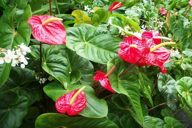 Montreal Gardens Tour with Trubb Taxi Tours - Key points to know before booking
