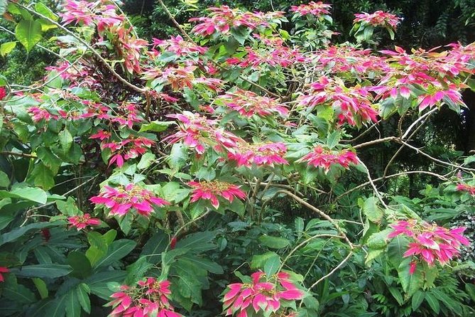 Montreal Gardens Tour with Trubb Taxi Tours - The ride along St Vincent’s Windward side