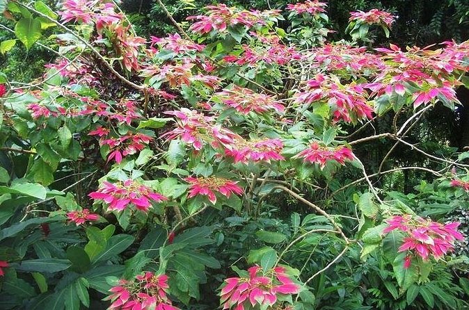 Montreal Gardens Tour with Trubb Taxi Tours - Who will enjoy this tour most?