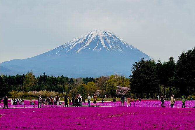 Mt. Fuji, Cherry Blossom & Shiba Sakura Pvt. Day Tour - Key Points to Know Before You Book