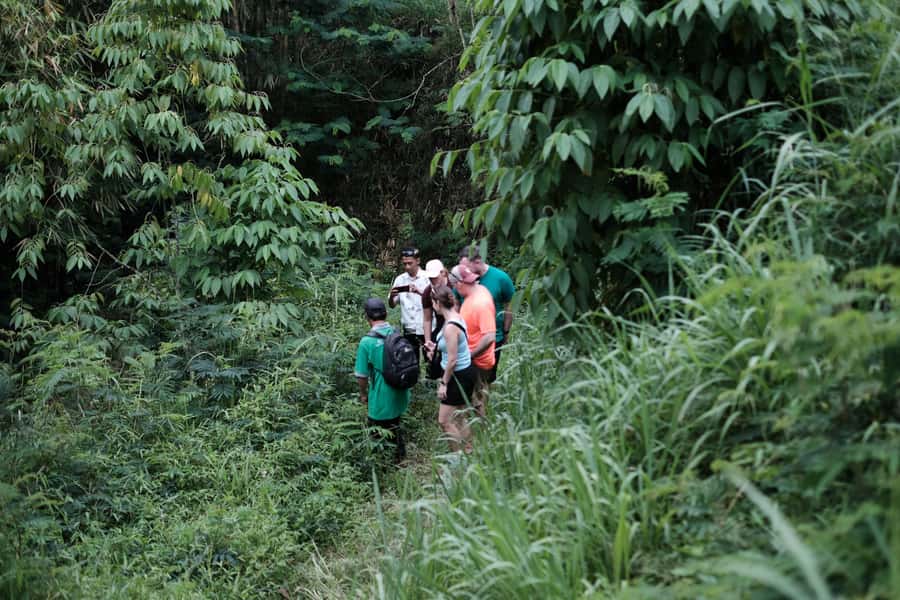 Mt. Merapi Majesty: Soft Trek and Botanic Village Tour - A three-hour walk through village and forest